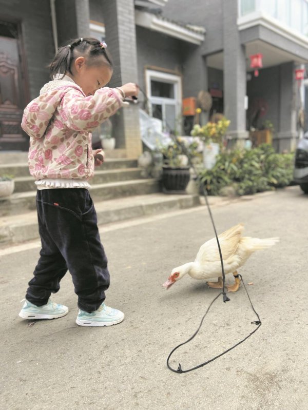 🦄aj九游会官网【极速线路】进入【欧洲杯官方合作网站】华人市场最大的线上娱乐服务供应商天啊！你们果然对一只宠物鸭如斯悍戾-九游会J9·(china)官方网站-真人游戏第一品牌